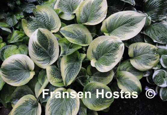 Hosta A Many-splendored Thing