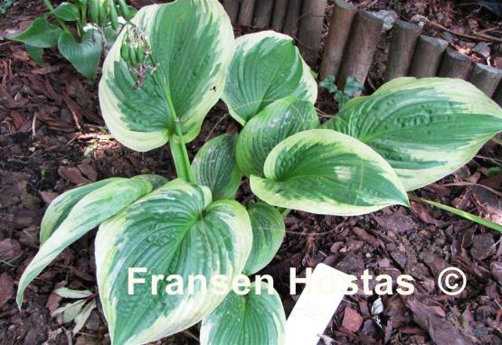 Hosta A Many-splendored Thing