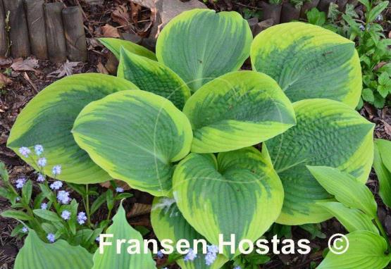 Hosta A Many-splendored Thing