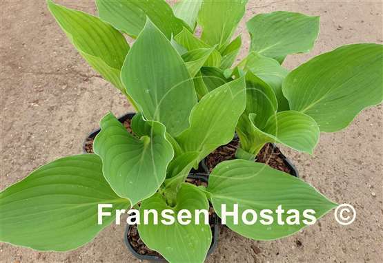 Hosta Aachen by Night