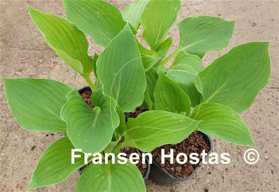 Hosta Aachen by Night