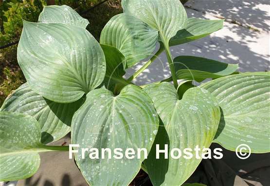 Hosta Aachen by Night