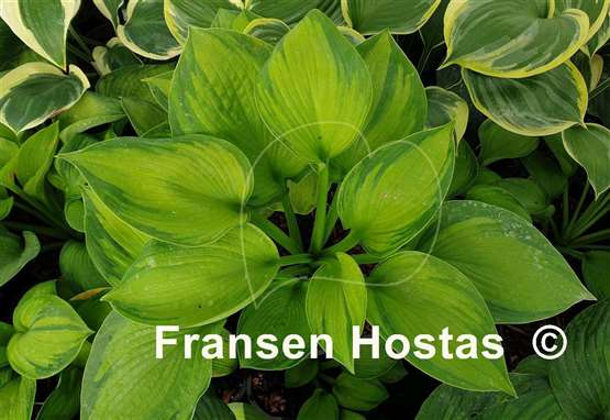 Hosta Aardvark