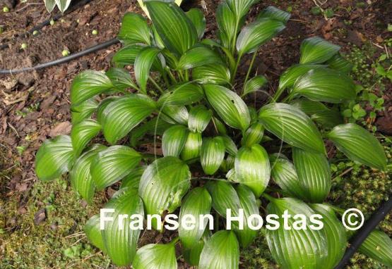 Hosta Abana