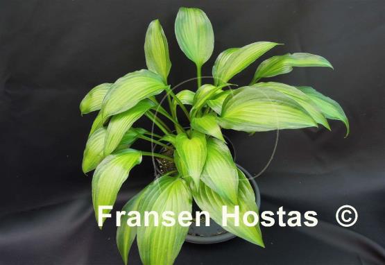 Hosta Abana