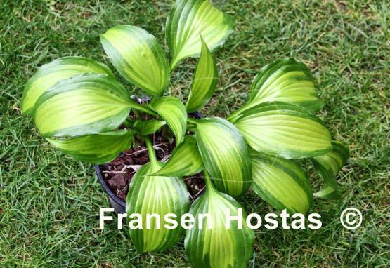 Hosta Abana