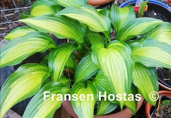 Hosta Abana
