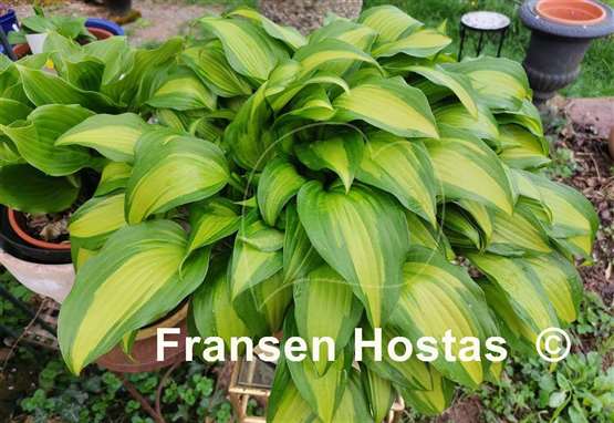 Hosta Abana 