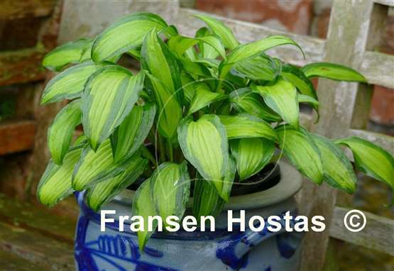 Hosta Abana