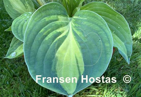 Hosta Abba Irresistible