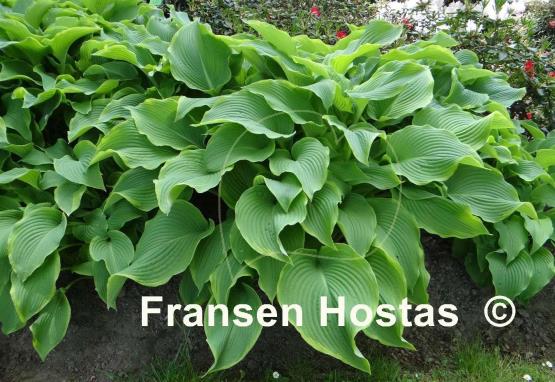 Hosta Abba Dabba Do