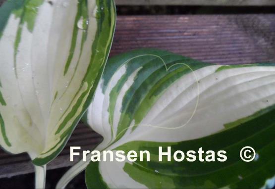 Hosta Abba Irresistible