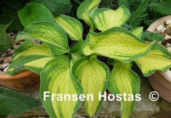 Hosta Abba Irresistible