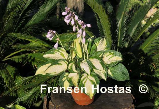Hosta Abba Irresistible