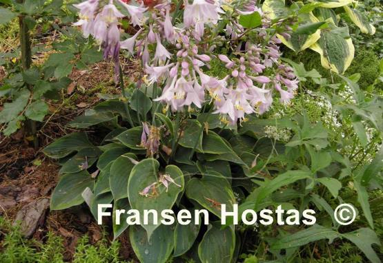 Hosta Abby
