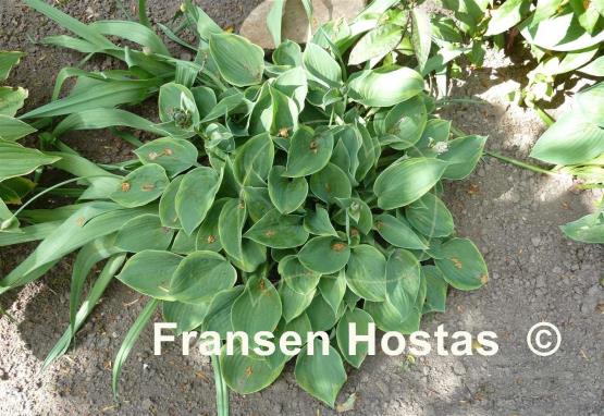 Hosta Abby