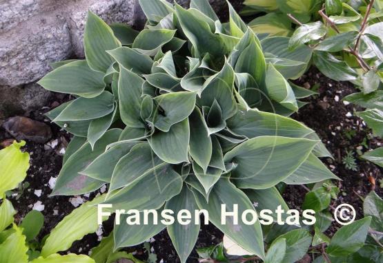 Hosta Abby