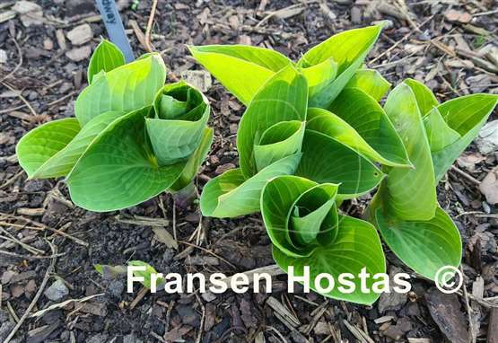 Hosta Abiqua Ariel