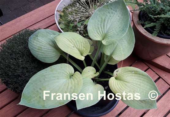 Hosta Abiqua Ariel