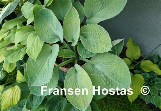 Hosta Abiqua Ariel