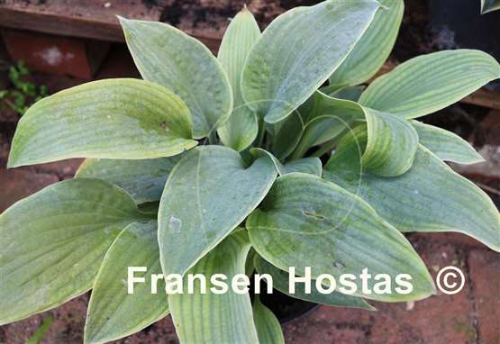 Hosta Abiqua Blue Crinkles