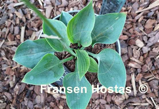 Hosta Abiqua Blue Edger