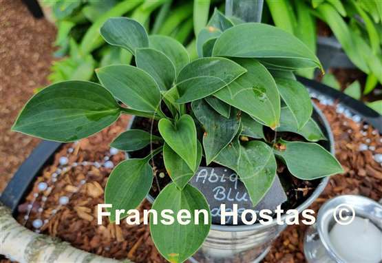 Hosta Abiqua Blue Edger