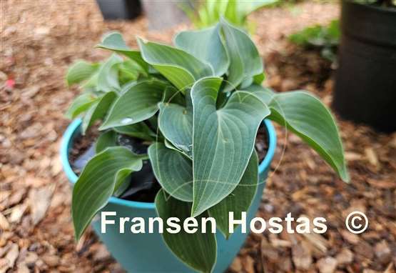 Hosta Abiqua Blue Edger