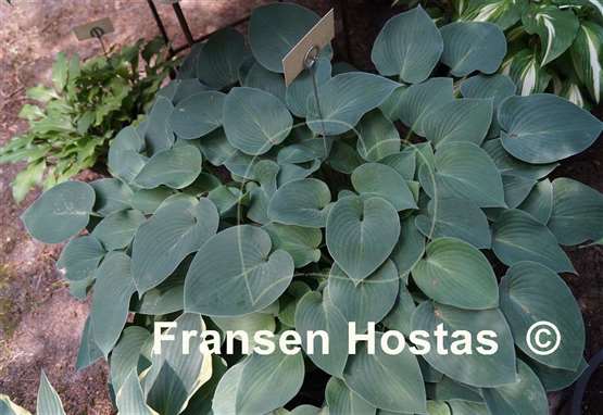 Hosta Abiqua Blue Edger