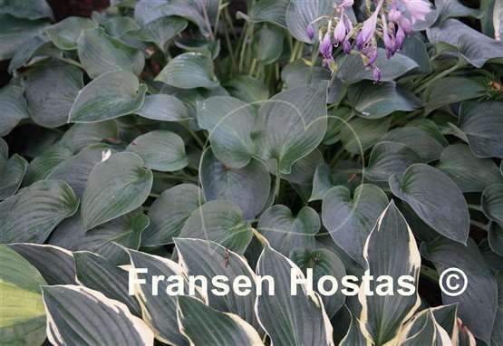 Hosta Abiqua Blue Edger