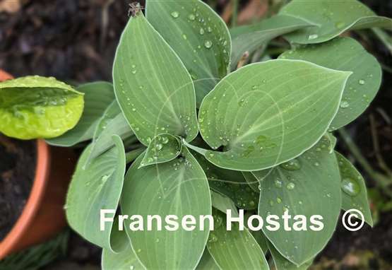 Hosta Abiqua Blue Edger