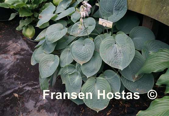 Hosta Abiqua Blue Madonna