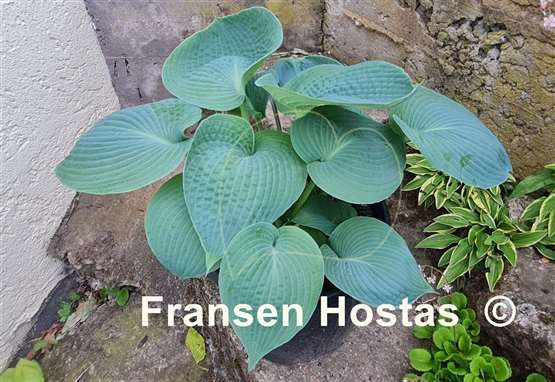 Hosta Abiqua Drinking Gourd