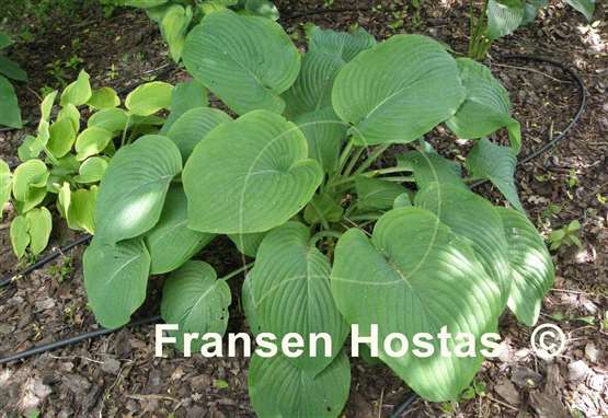 Hosta Abiqua Elephant Ears