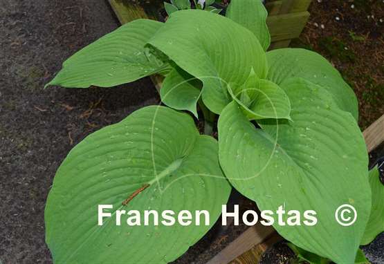 Hosta Abiqua Elephant Ears