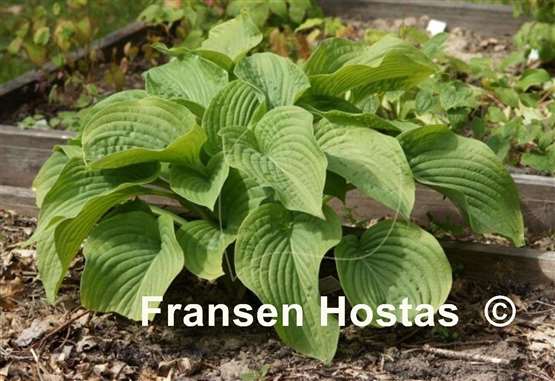 Hosta Abiqua Elephant Ears