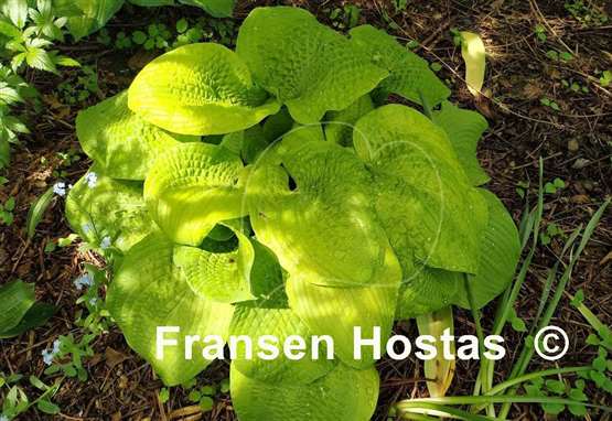 Hosta Abiqua Recluse