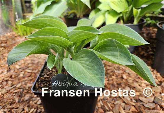 Hosta Abiqua Trumpet
