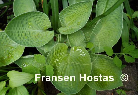 Hosta Abiqua Ariel