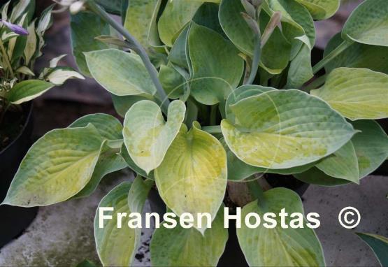 Hosta Abiqua Ariel