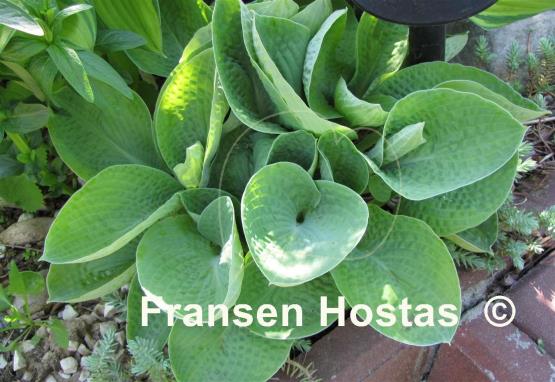 Hosta Abiqua Ariel