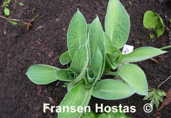 Hosta Abiqua Ariel