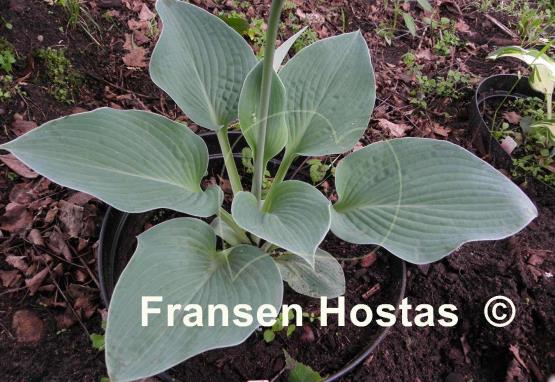 Hosta Abiqua Blue Crinkles