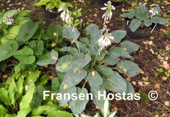 Hosta Abiqua Blue Crinkles