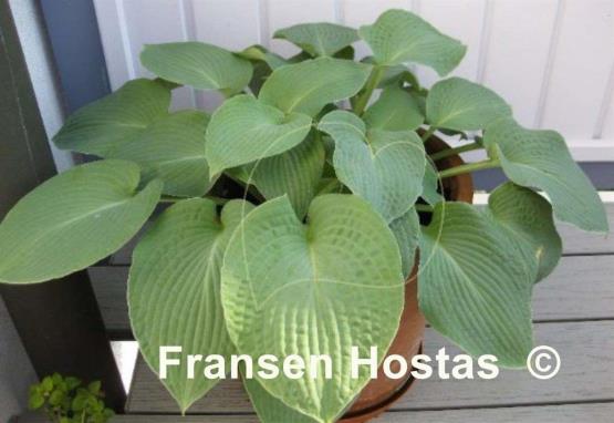 Hosta Abiqua Blue Crinkles