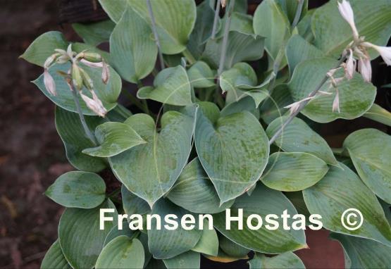 Hosta Abiqua Blue Crinkles