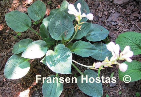 Hosta Abiqua Blue Crinkles