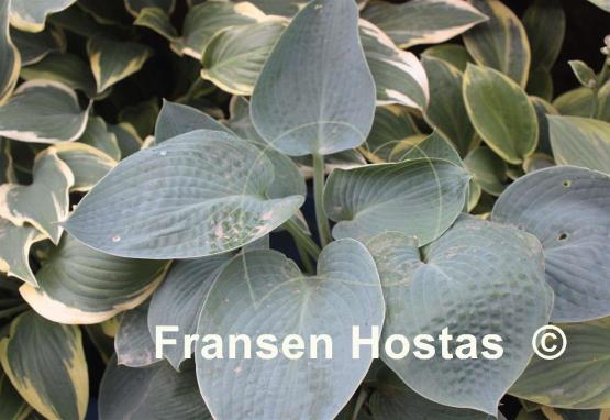 Hosta Abiqua Blue Crinkles