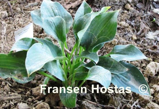 Hosta Abiqua Blue Edger