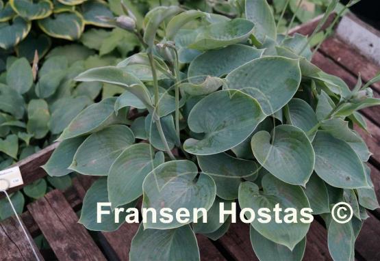 Hosta Abiqua Blue Madonna